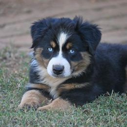 Miniature Australian Shepherd Puppies from Coleman’s Country Aussies