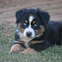 Miniature Australian Shepherd Puppies from Coleman’s Country Aussies
