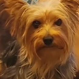 Ivy - Yorkshire Terrier