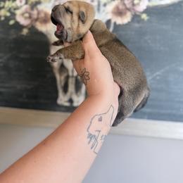 Boy 4 - Fawn male Chinese Shar-Pei puppy in Lehigh Acres, Florida from Florida Wrinkles