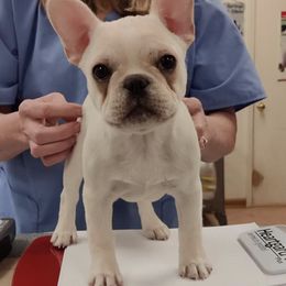 French Bulldogs from Brimstone Farms