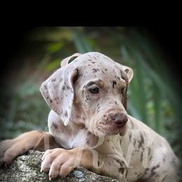 Great Dane Puppies from Allen’s Ridge Ranch