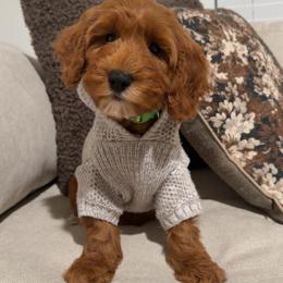 Daisy - Red  female Goldendoodle puppy in Anaheim, California from Cuddle Bear Doodles