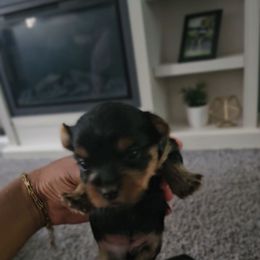 Brynx - Black and tan female Yorkshire Terrier puppy in North Chesterfield, Virginia from YorkieLover