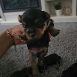 Brynx - Black and tan female Yorkshire Terrier puppy in North Chesterfield, Virginia from YorkieLover
