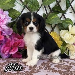 Mia - Tri-color female Cavalier King Charles Spaniel puppy in Hollywood, Florida from World Class Cavaliers