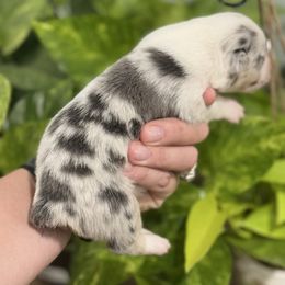 Cider - Blue merle and white female American Corgi puppy in Tishomingo, Mississippi from Magnolia Trace Corgis