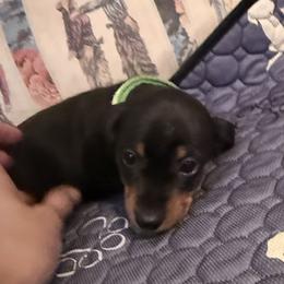 Tippy - Black and tan female Dachshund puppy in Fort Worth, Texas from Louis' Litters