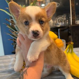 Zale - Red male Pembroke Welsh Corgi puppy in Spring Hill, Florida from Chaotic Canines