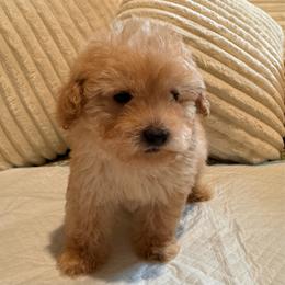 Tim - Apricot male Maltipoo puppy in Bakersfield, California from Silvia's Maltipoos