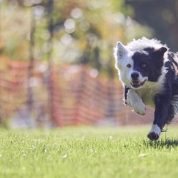 Halo - Border Collie