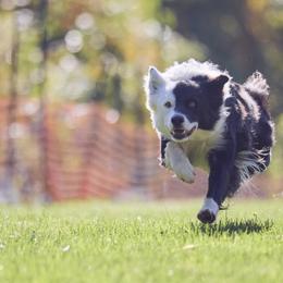 Halo - Border Collie