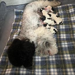 Poodle Puppies from Fluffy Friends Poodles