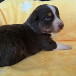 Guava - Red tri-color female Australian Shepherd puppy in Albany, Oregon from Red Cloud Australian Shepherds and DeGray Great Danes & Bulldogs