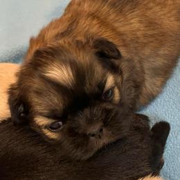 Reese - Brindle male Shih Tzu puppy in Boaz, Alabama from Happy Haven Farm