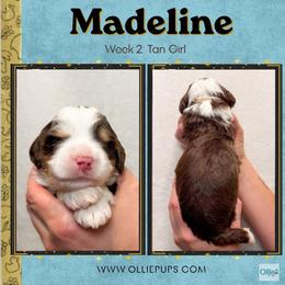 Madeline (Tan girl) - Tri-color female Bernedoodle puppy in Boiling Springs, South Carolina from OlliePups, LLC