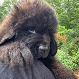 Blue collar - Black male Newfoundland puppy in St Cloud, Minnesota from BurningEmbers