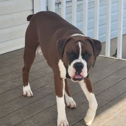 Barnum - Boxer