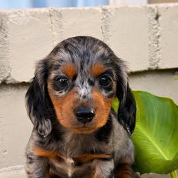 Silver Dapple Male Long Haired Dachshund - Dapple male Dachshund puppy in Arcadia, California from Cruz Industries - Dachshund Company & French Bulldog Company