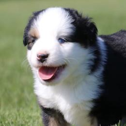 Toy Australian Shepherds from Pine Ridge Toy Aussies