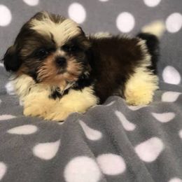 Shih Tzu Puppies from Animal Crackers