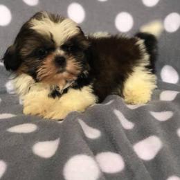 Shih Tzu Puppies from Animal Crackers