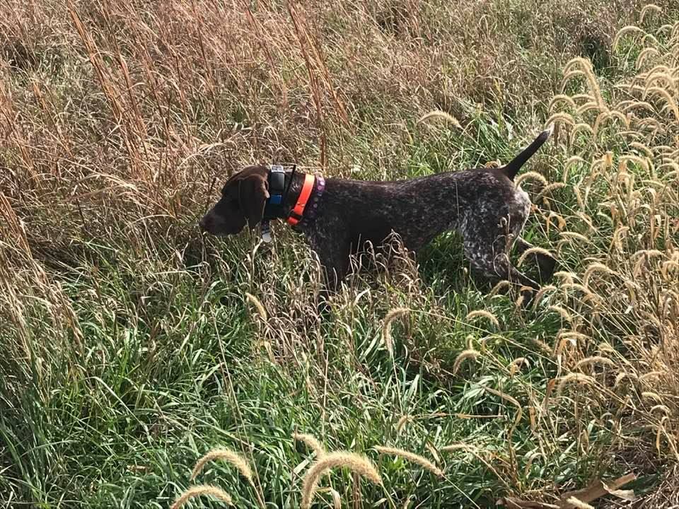 Wildrose best sale german shorthairs