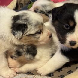 Australian Shepherd puppies from Teyrnon Aussies
