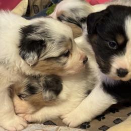 Australian Shepherd puppies from Teyrnon Aussies