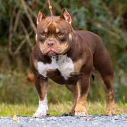 American Bully Puppies from Sky River Bullies