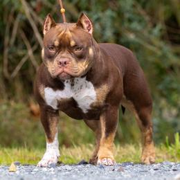 American Bully Puppies from Sky River Bullies