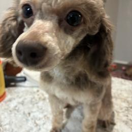 Brown Beauty - Phantom female Poodle puppy in Cameron, Oklahoma from PinePoint Poodles