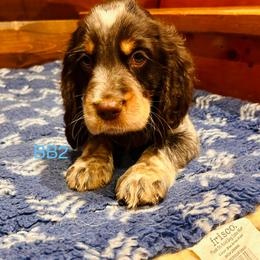 BB2 - Tri-Roan male English Springer Spaniel puppy in Britton, South Dakota from K&S Canines