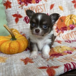 Tony - Chocolate and white male Chihuahua puppy in Beckemeyer, Illinois from Guardian’s of the Chihuahuas