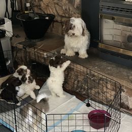 Havanese Puppies from Happy Havanese Gems