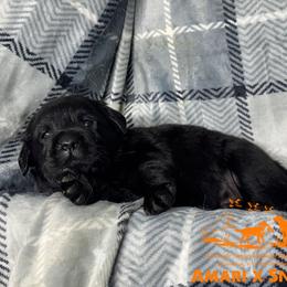 Orange - Black male Labrador Retriever puppy in Beaverdam, Virginia from Riverside Sunset Labrador Retrievers