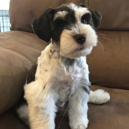 Boy 1 - Parti male Miniature Schnauzer puppy in Avondale, Arizona from Campos Schnauzers