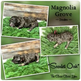 Scarlet Oak - Crimson Collar - female Australian Mountain Doodle puppy in Oxford, Alabama from Magnolia Grove Doodles