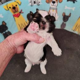 Davey - Tricolor male Shih Tzu puppy in Palmyra, New York from Karen's Tzus of Palmyra-Macedon