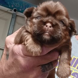 Girl 1 - Chocolate and tan female Shih Tzu puppy in Houston, Texas from Shih Tzu Houston