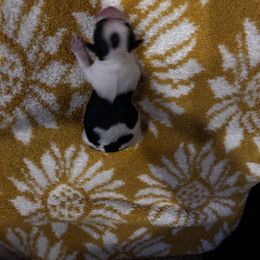Chihuahua Puppies from Fancy Pants Chihuahua’s