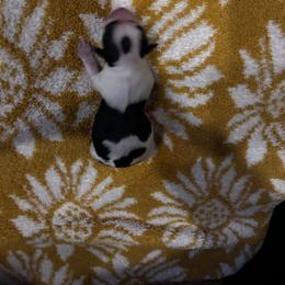 Chihuahua Puppies from Fancy Pants Chihuahua’s