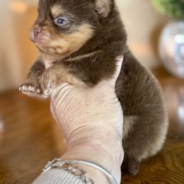 Jill - Chocolate and tan female Pomeranian puppy in Kilgore, Texas from 5 Star Poms