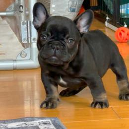 Odett - Black and tan female French Bulldog puppy in Redway, California from Lost Coast French Bulldogs