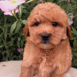 Valentine - Red  female Goldendoodle puppy in Temecula, California from Country Hills Doodles