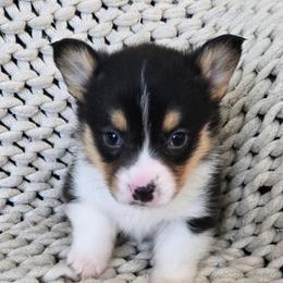 MM-1 - Black and tan male Pembroke Welsh Corgi puppy in Ely, Minnesota from RJ's Corgis