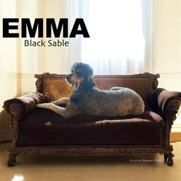 EMMA - Sable female Poodle puppy in Charlo, Montana from Heavenly Hilltop Farm