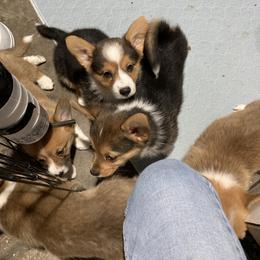 Pembroke Welsh Corgi Puppies from Mount Garfield Corgis