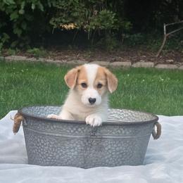 Yellow Collar Male - Red male Pembroke Welsh Corgi puppy in Tenino, Washington from LoneStar Corgis NW