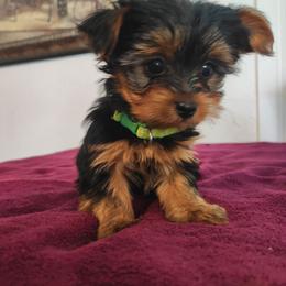 Mr. Lime Green - Black and gold male Yorkshire Terrier puppy in Woodway, Texas from The Yorkie Empire